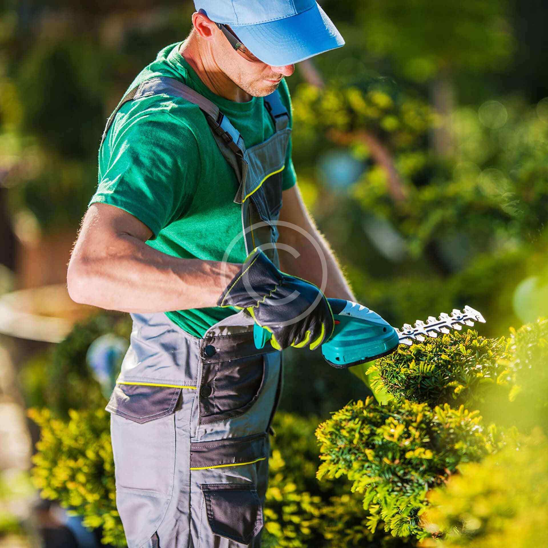 Hedge Trimming